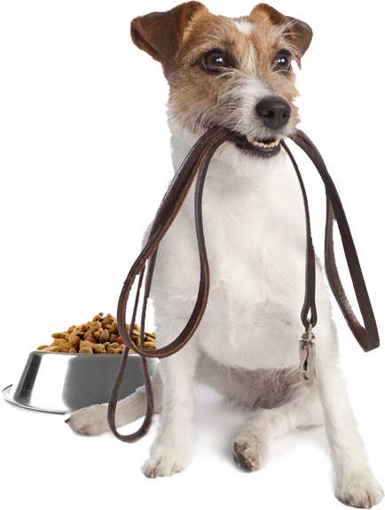 Ein Hund mit der Leine im Mund